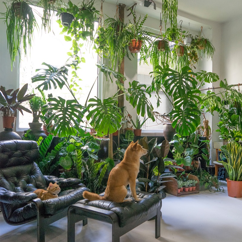 Gato e cachorro em sala de estar decorada sob o estilo Urban Jungle